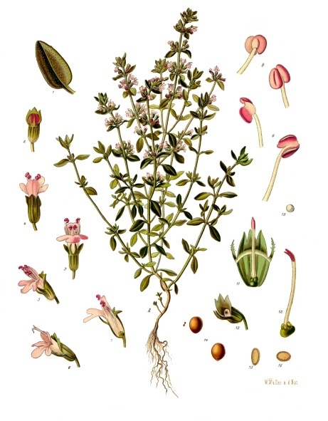 Herbs