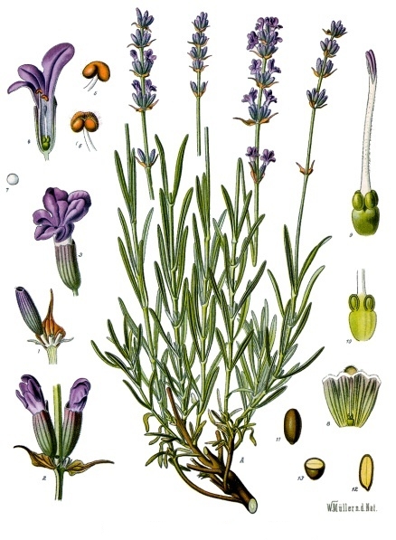 Lavender Dream