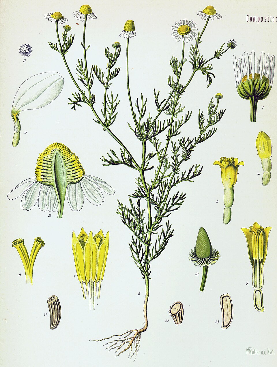 Chamomile