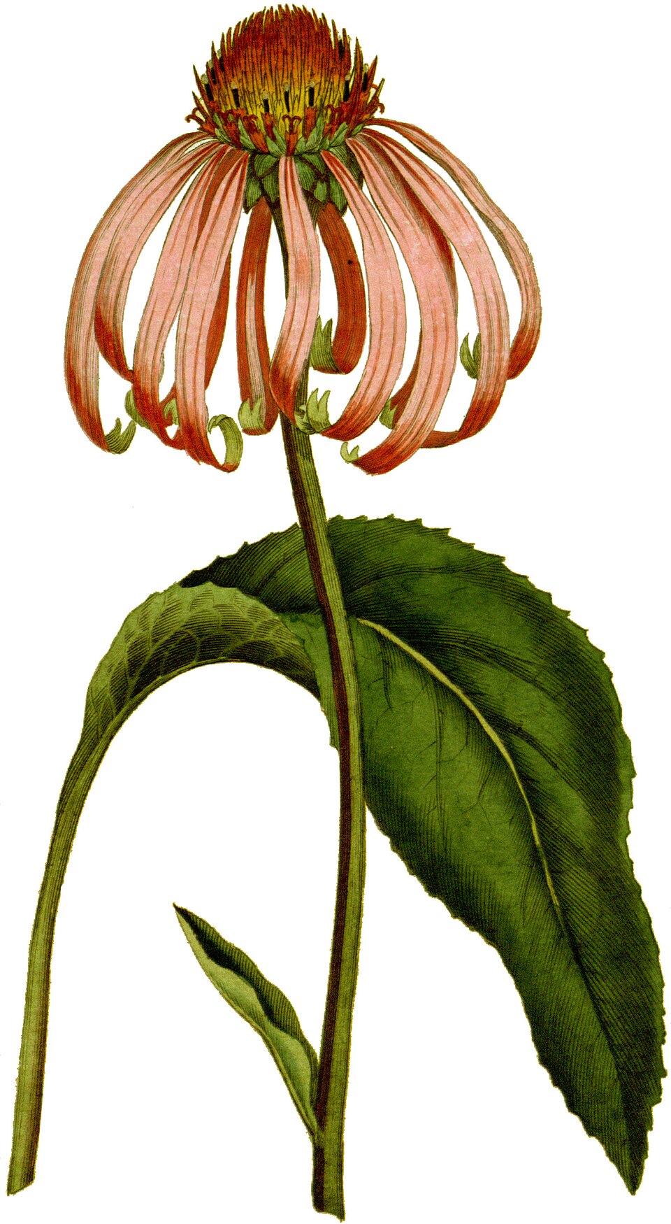 Echinacea
